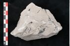 Foto (Detailansicht) von Calamites sp.  (NHMW-GEO-2024-0188-11010)